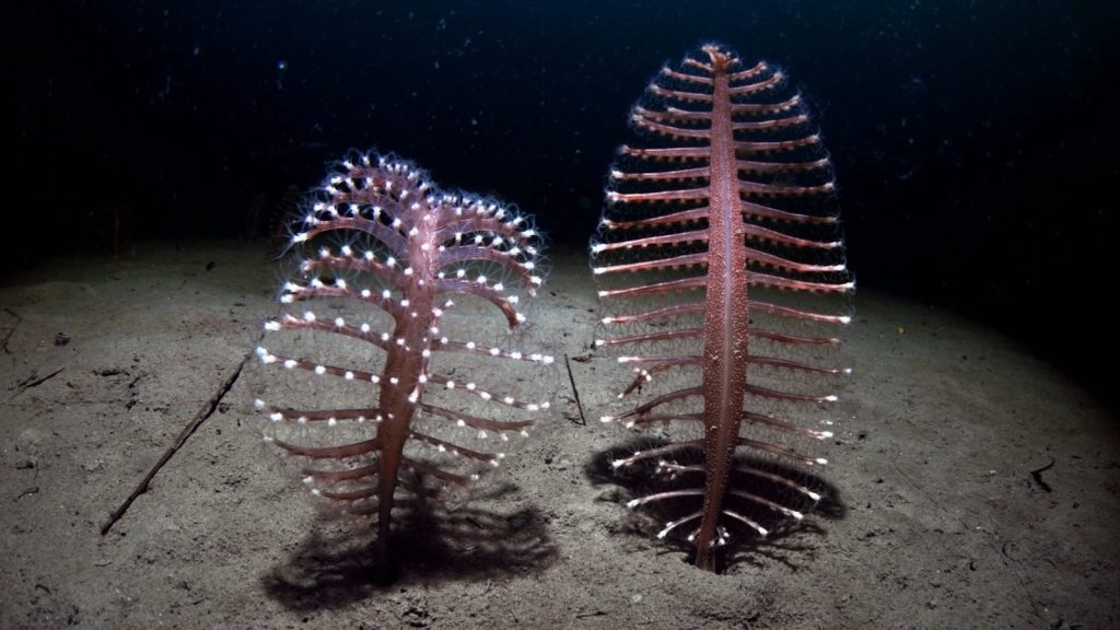 a couple of plants that are in the sand
