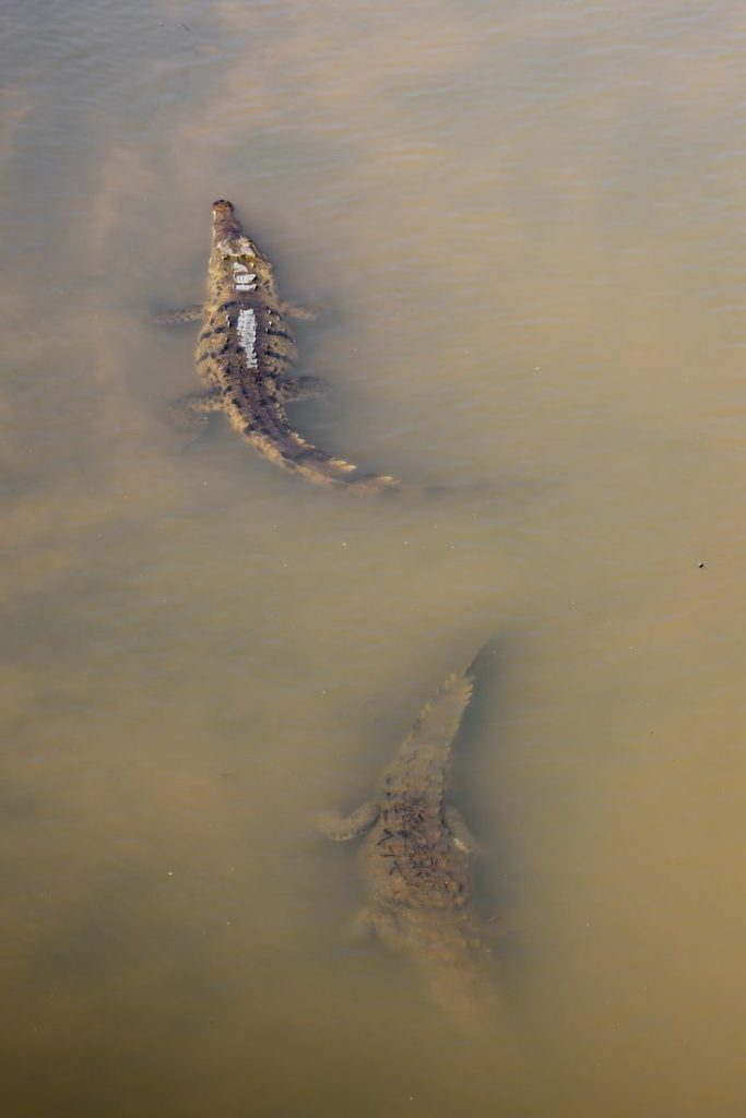 Two crocodiles visible underwater in a murky, natural setting, showcasing wildlife behavior.