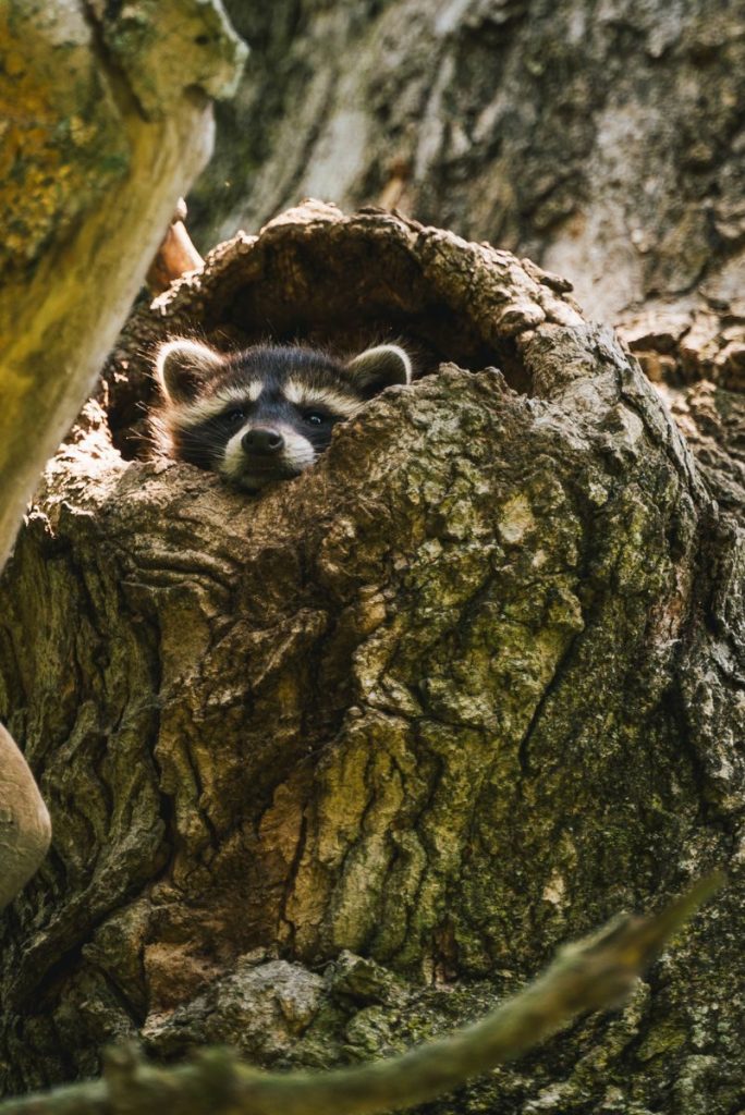 Adorable raccoon peeks out from a tree hollow, capturing the essence of wildlife photography.