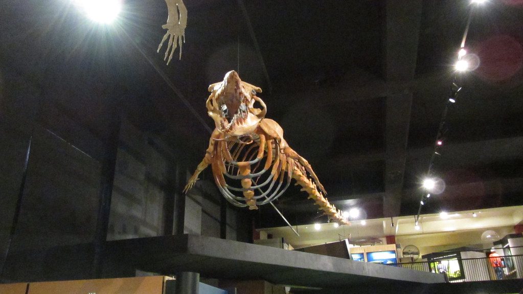 Ancient whale hunted other whales as a top ocean predator