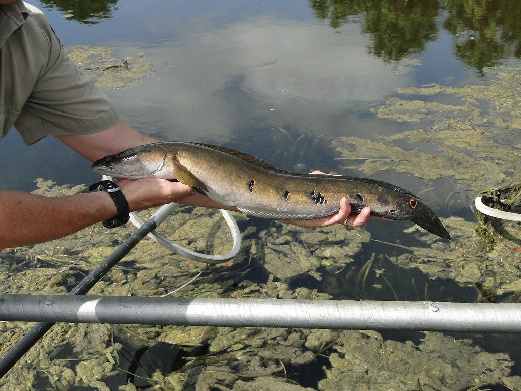 Growing numbers of harmful creatures in U.S. waterways leave residents concerned