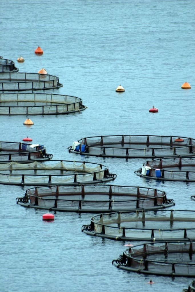 Circular fish farms in Greek waters, highlighting sustainable aquaculture practices.