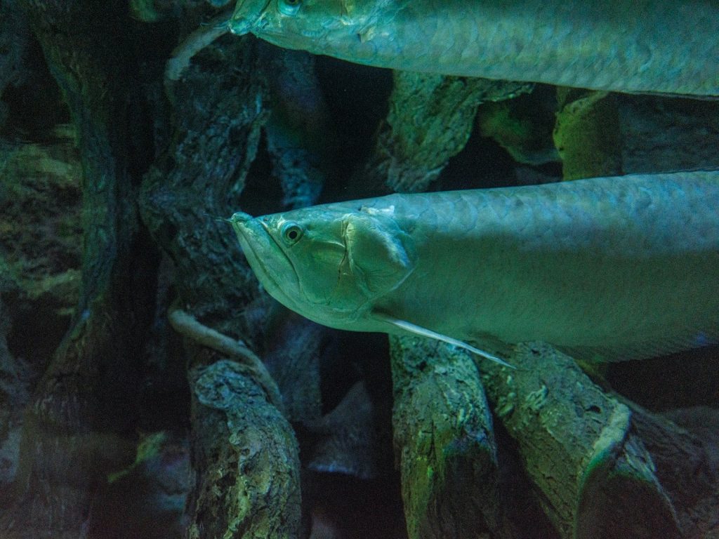 Elegant silvery fish swimming among wood in aquarium