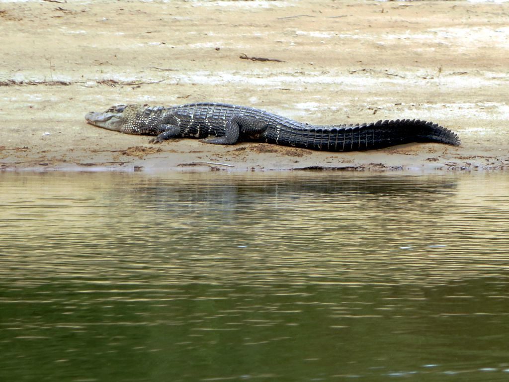 Black caiman grabs 11-year-old during terrifying encounter