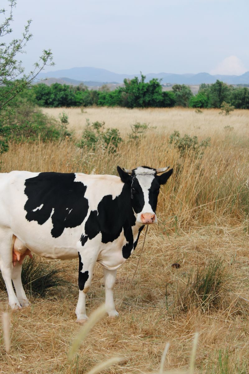 A Holstein cow in a grassy field surrounded by summer scenery and hills.