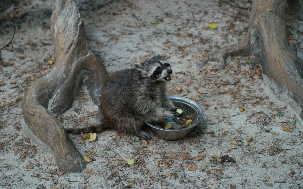 Adorable raccoon enjoying a meal outdoors among tree roots, showcasing wildlife behavior.