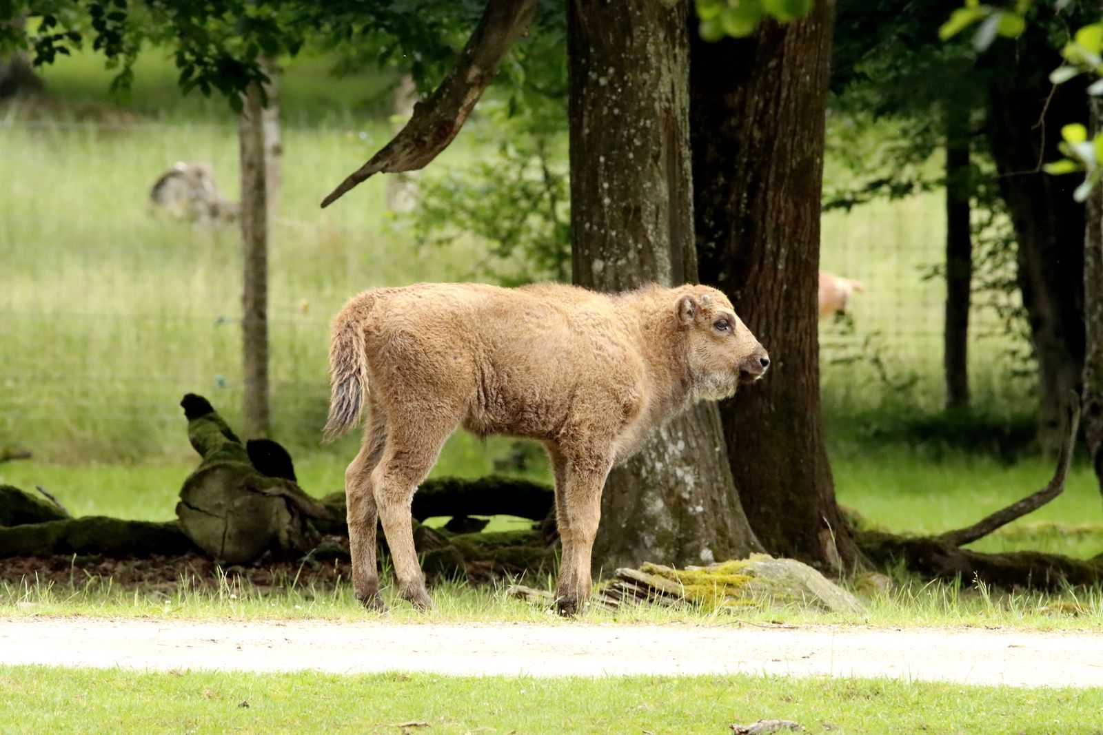 Adorable bison calf standing near trees in a lush forest environment.