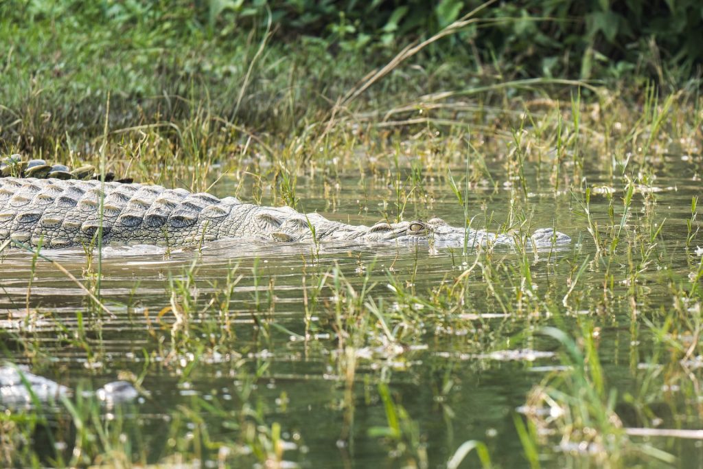 Crocodile blending into swampy marshland, showcasing camouflage skills.