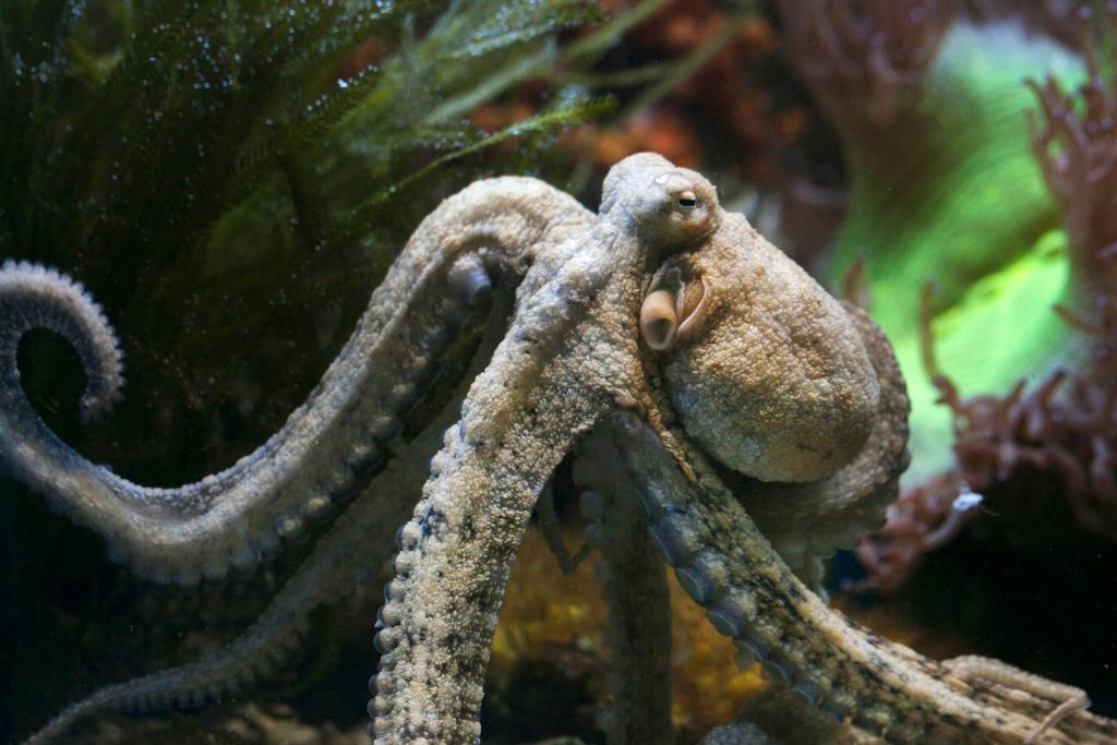 Close-up photo of an octopus in its aquatic environment showing detailed textures.