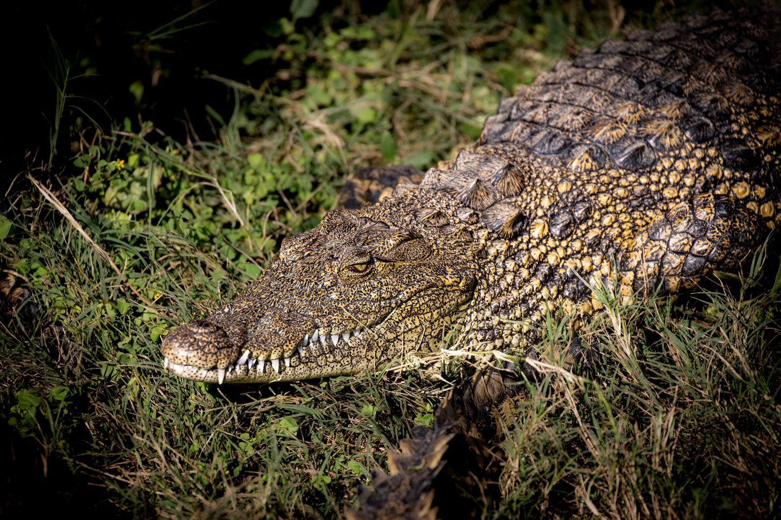Discover one of the most massive Nile crocodiles ever recorded