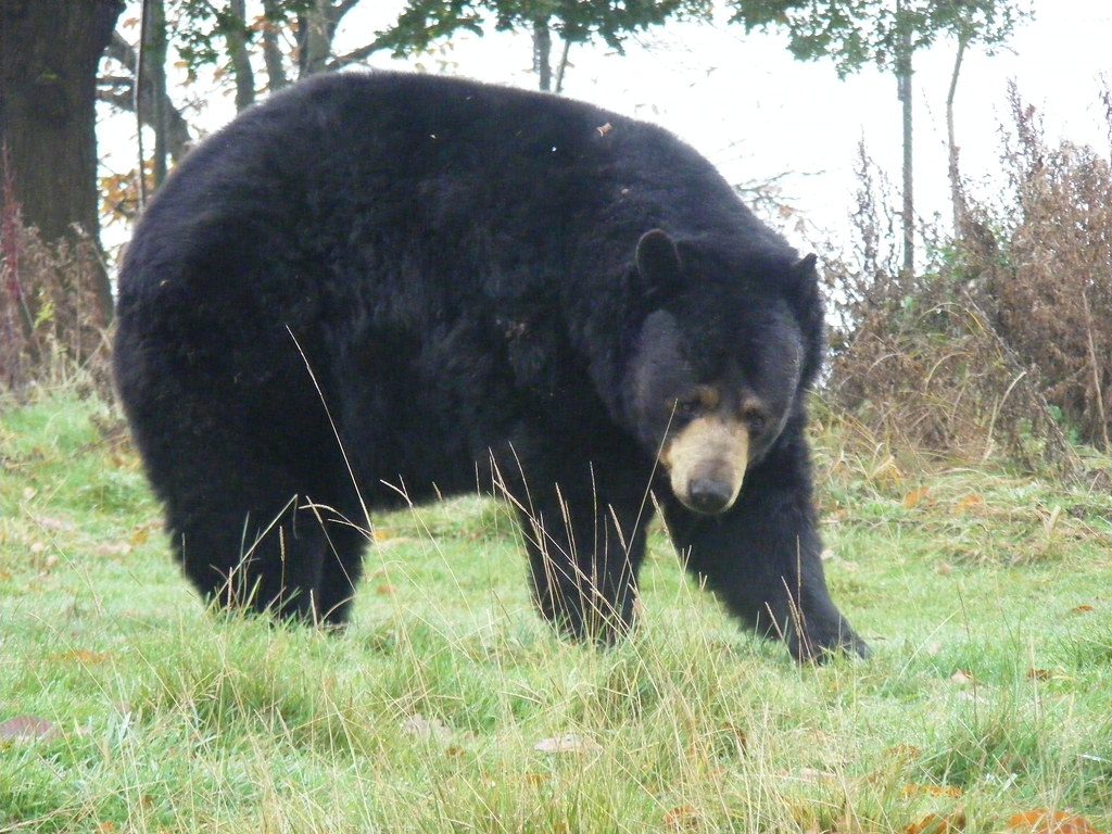 Black bear attacks 3-year-old girl in British Columbia
