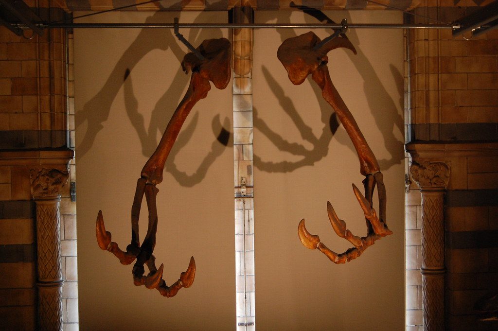 The discovery of these massive claws changed what scientists believed