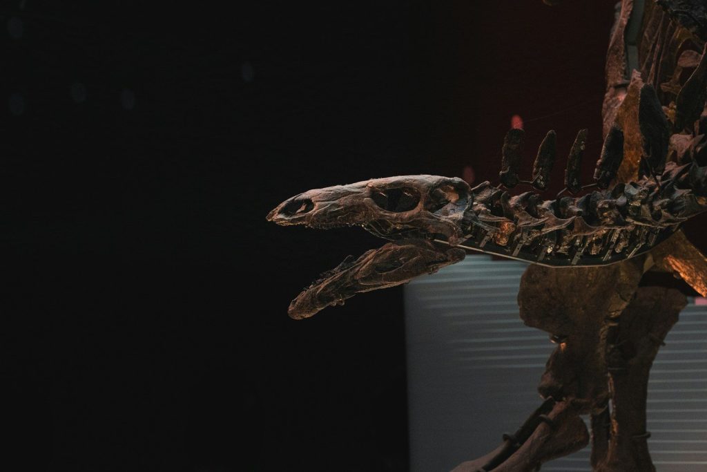 A skeleton of a dinosaur in the dark