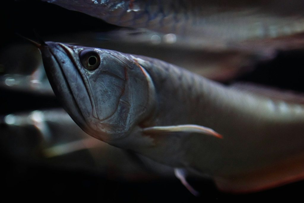 a close up of a fish in a tank