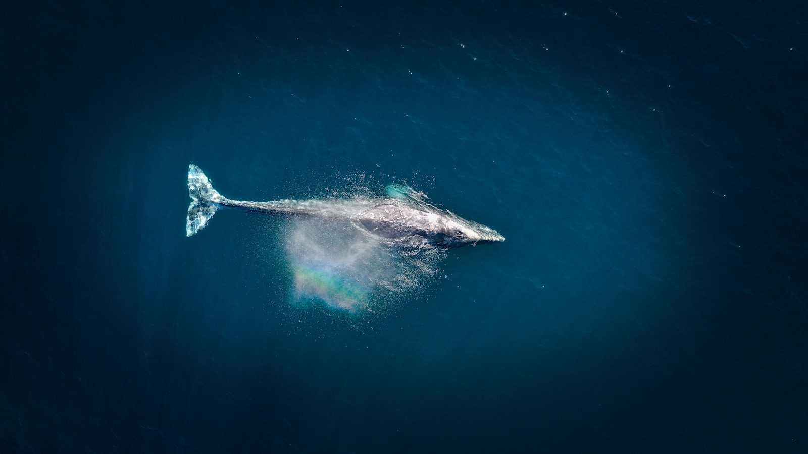 How whales, dolphins, and orcas evolved to rule the oceans