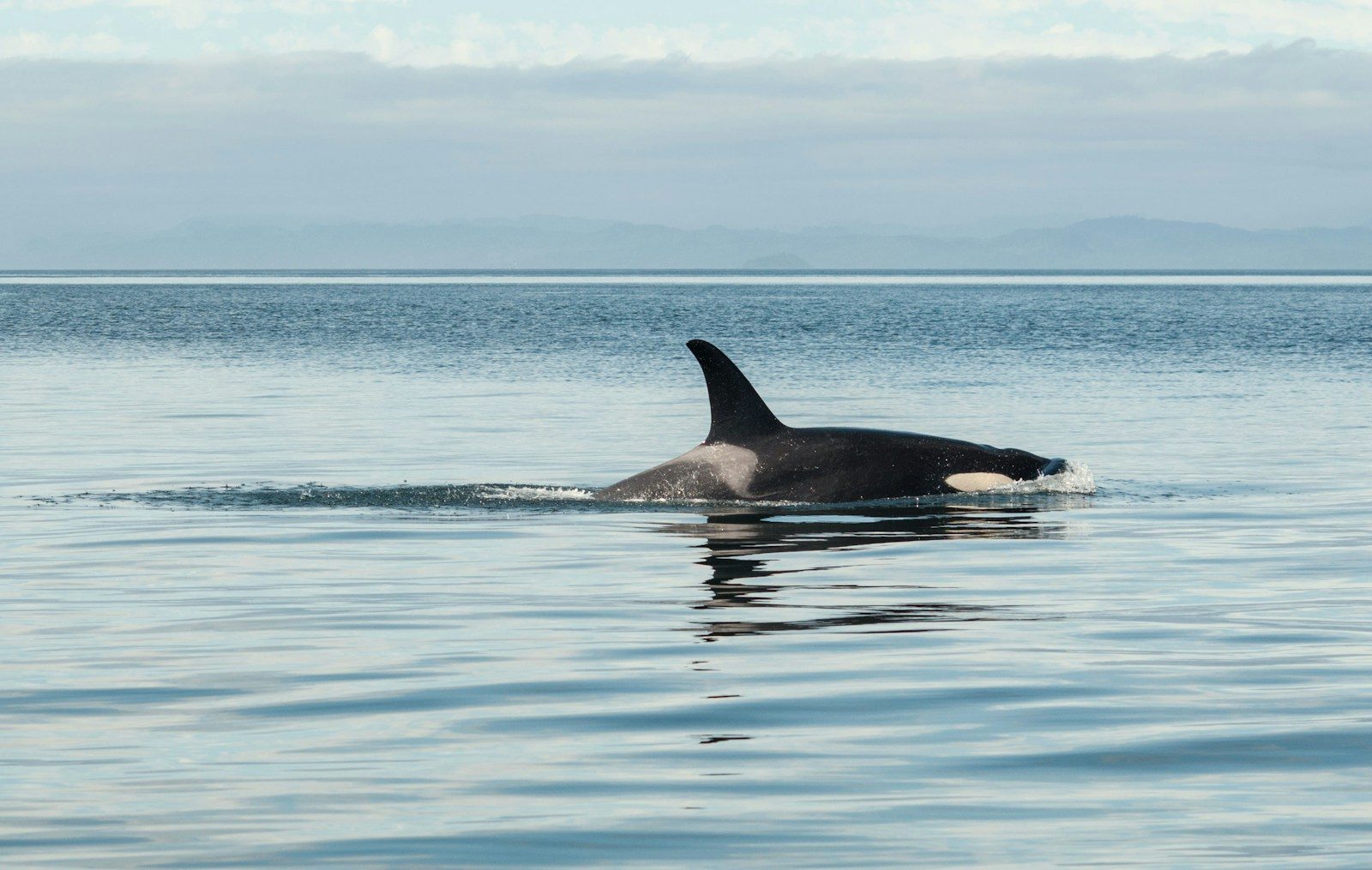 A 5,000kg orca meets a boat with dramatic results