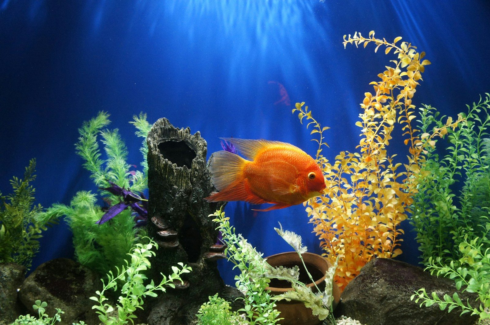 The office fish tank becomes the focus after a woman tries to recover her phone