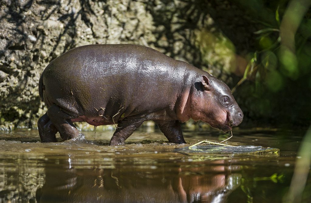 Baby pygmy hippo refuses to leave the pool until mom steps in