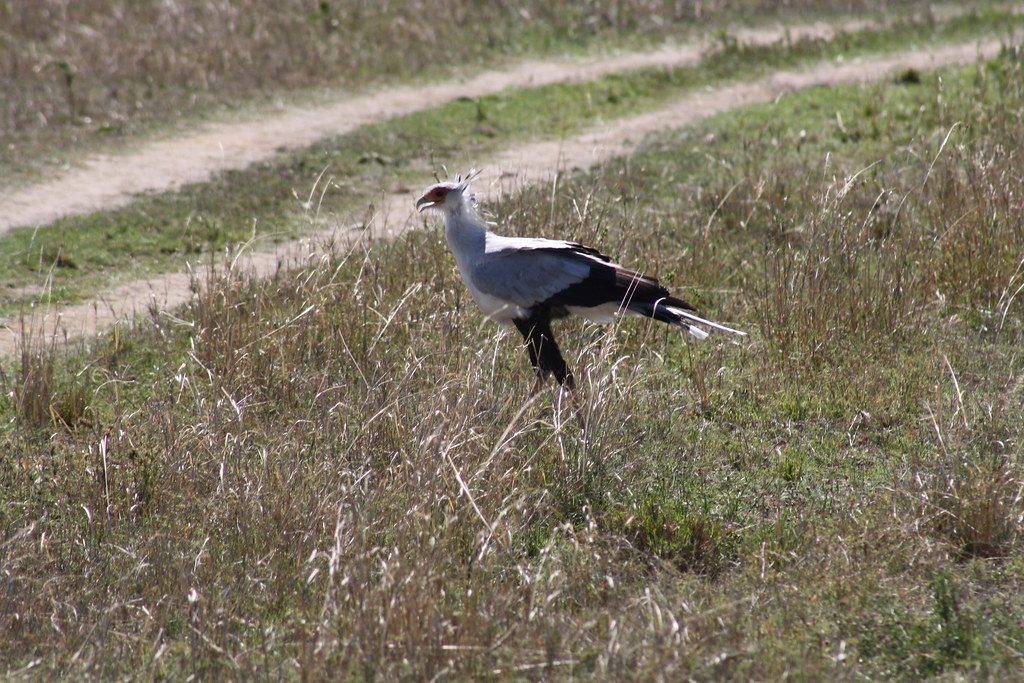 This bird has evolved to make snakes its main source of food