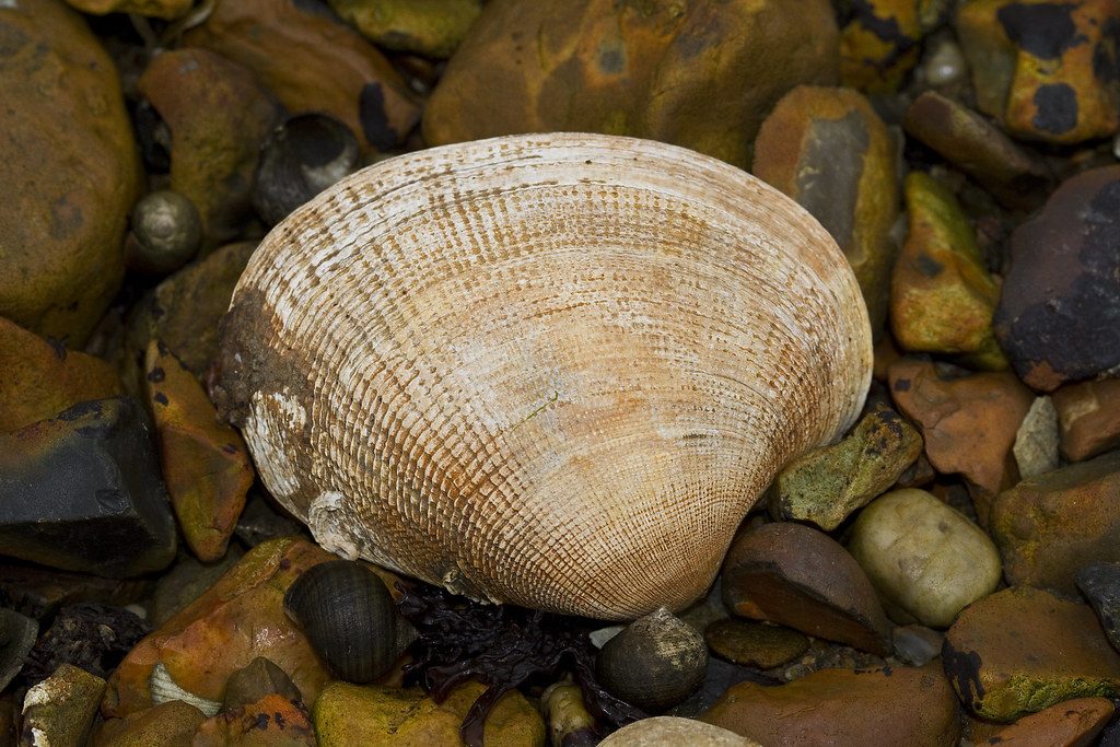Scientists identify the Atlantic’s latest invasive marine species