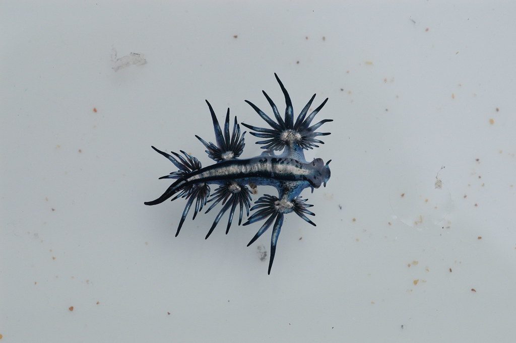 Scientists investigate distinctive dragon-like sea creature