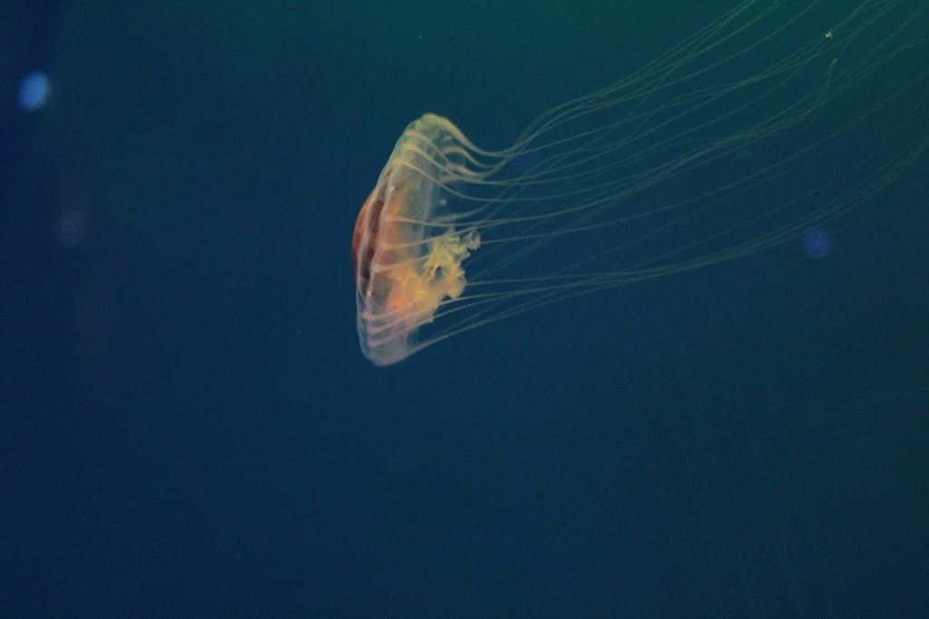 A jellyfish floating in the water with a blue background
