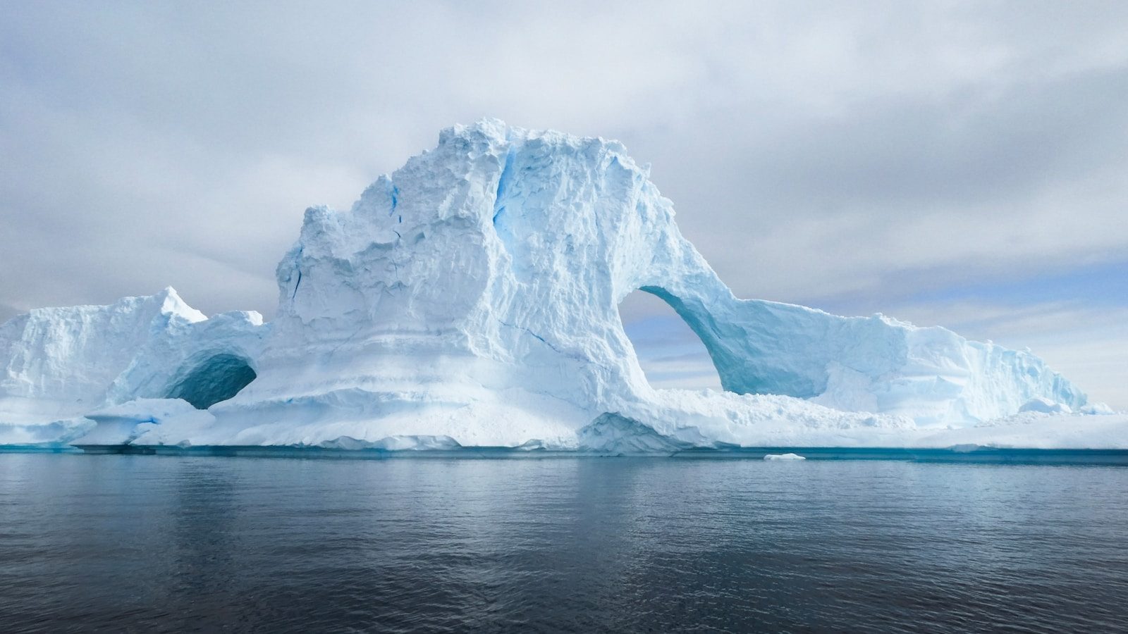 This deep-sea Antarctic predator has an unexpectedly terrifying look
