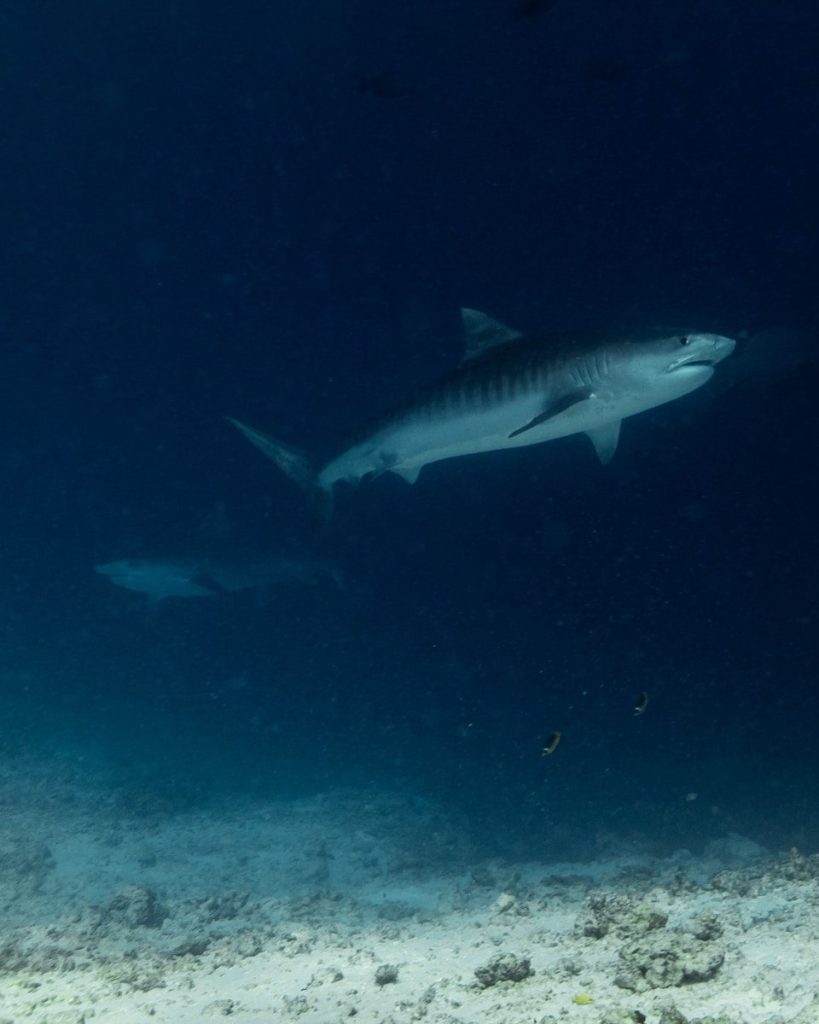 a large shark swimming in the ocean