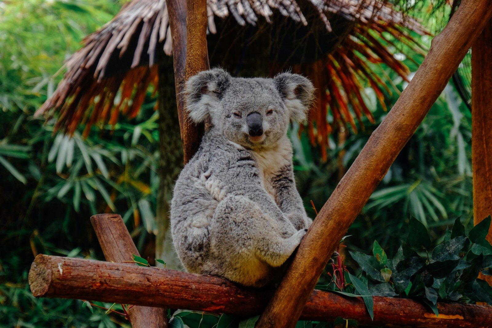 The Australian animals you don’t need to fear