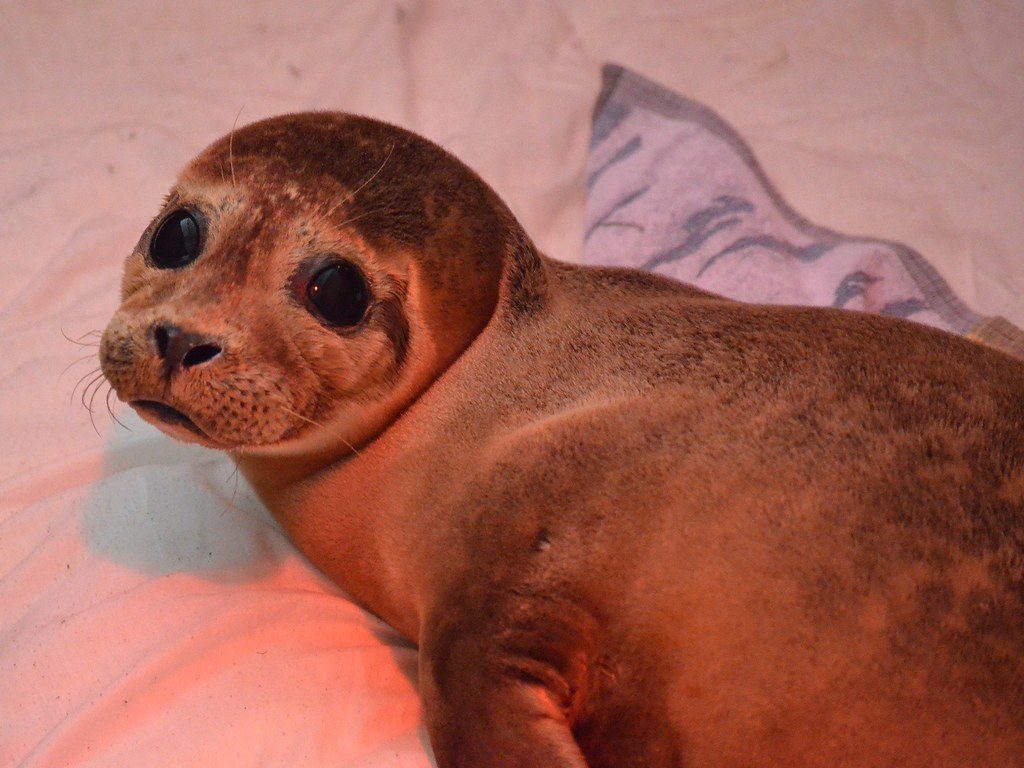 Watch the emotional rescue of a stranded seal pup
