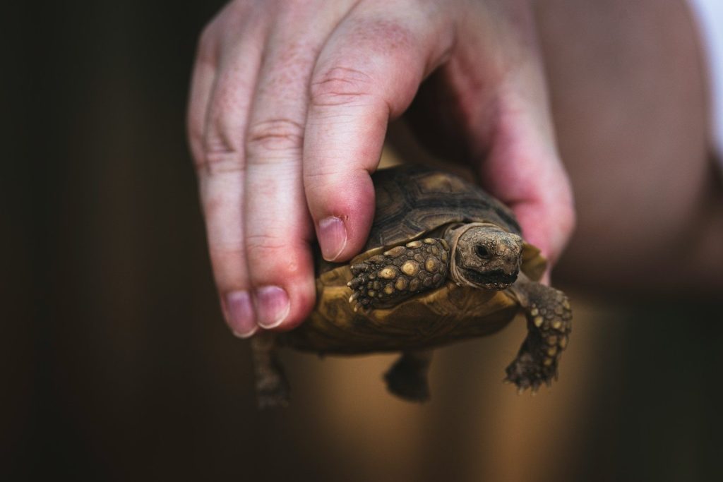 A close up of a person holding a small turtle