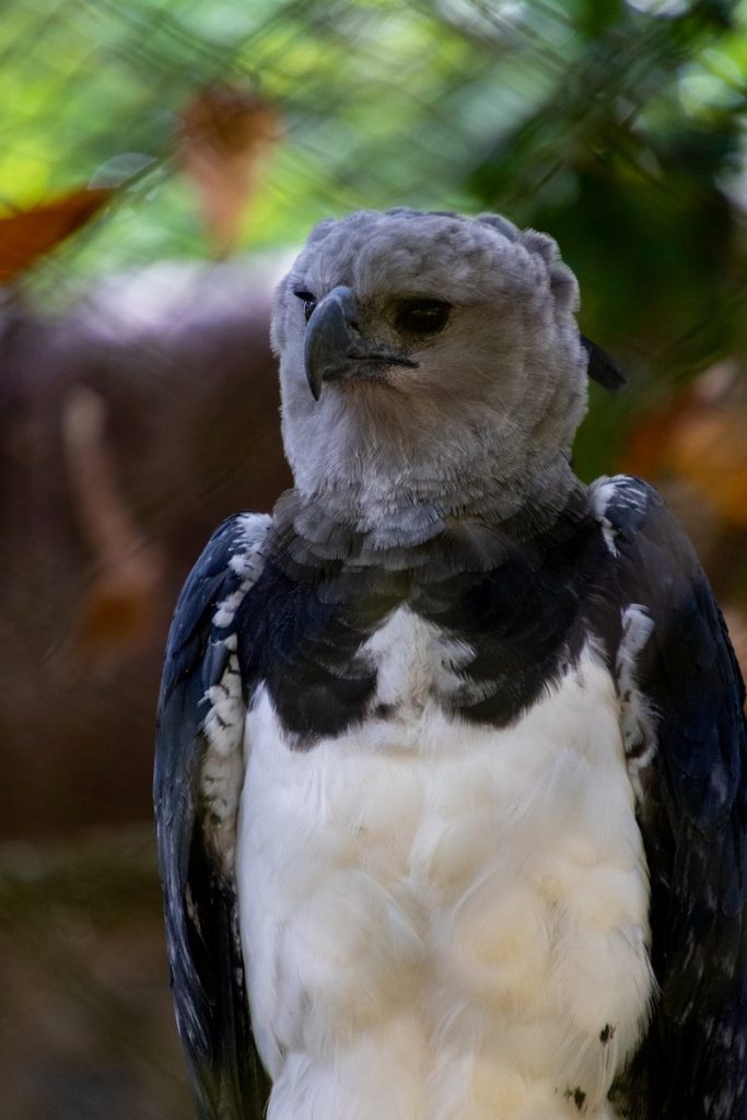 A majestic harpy eagle with striking grey and white plumage.