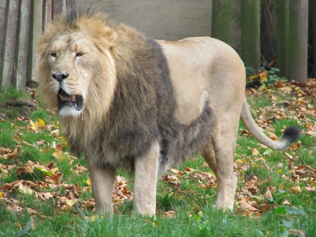 Understanding the split-second triggers behind dangerous wildlife encounters