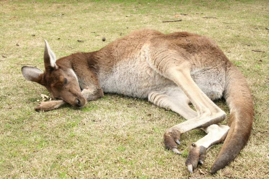 A kangaroo laying on top of a lush green field