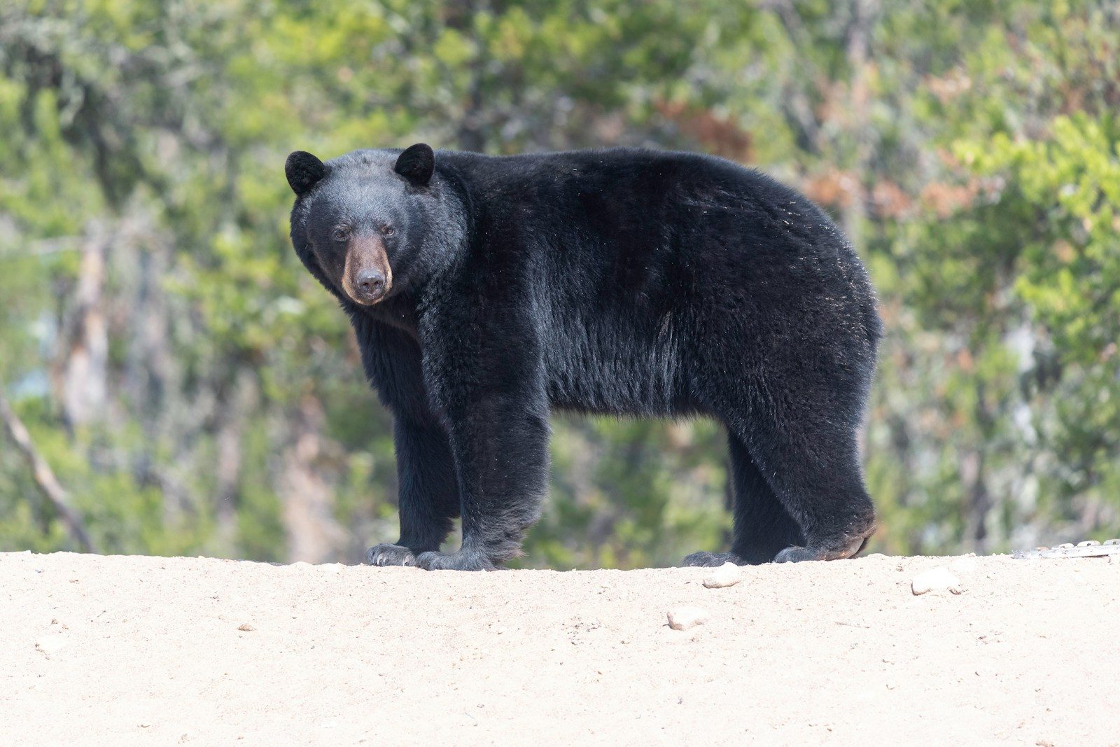 Bear euthanized after repeated break-ins at family’s home