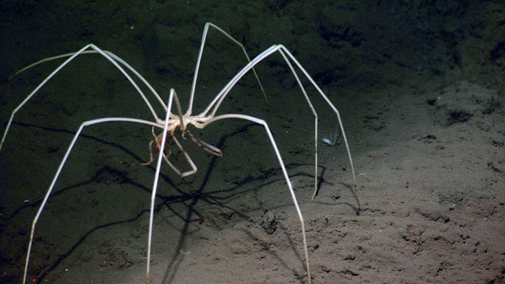 How life in the deepest ocean drives some animals to evolve into enormous giants