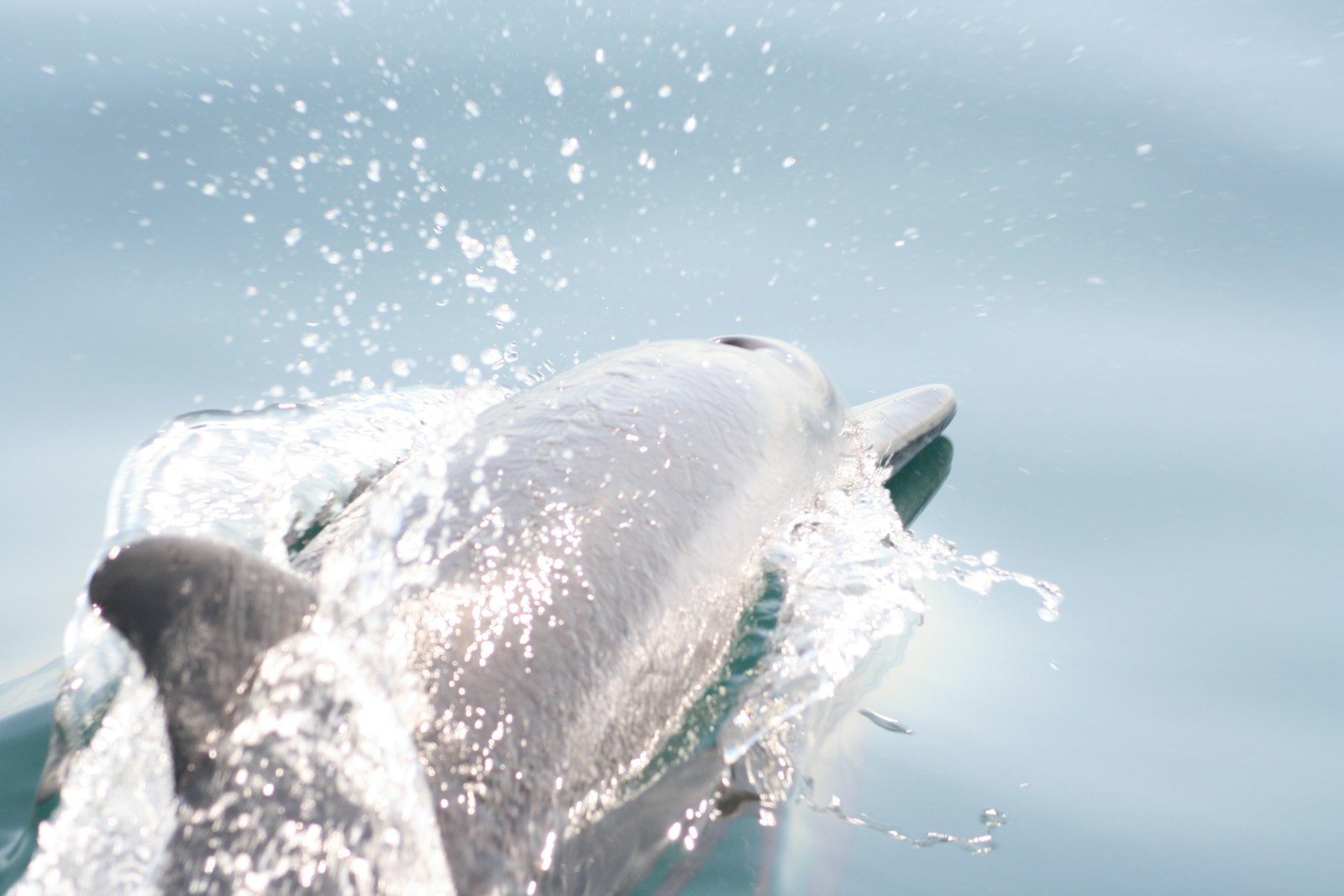 Young dolphin rescued after becoming stranded on beach