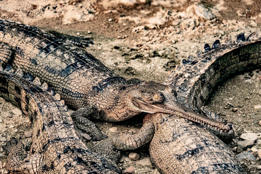 A couple of large alligators laying next to each other
