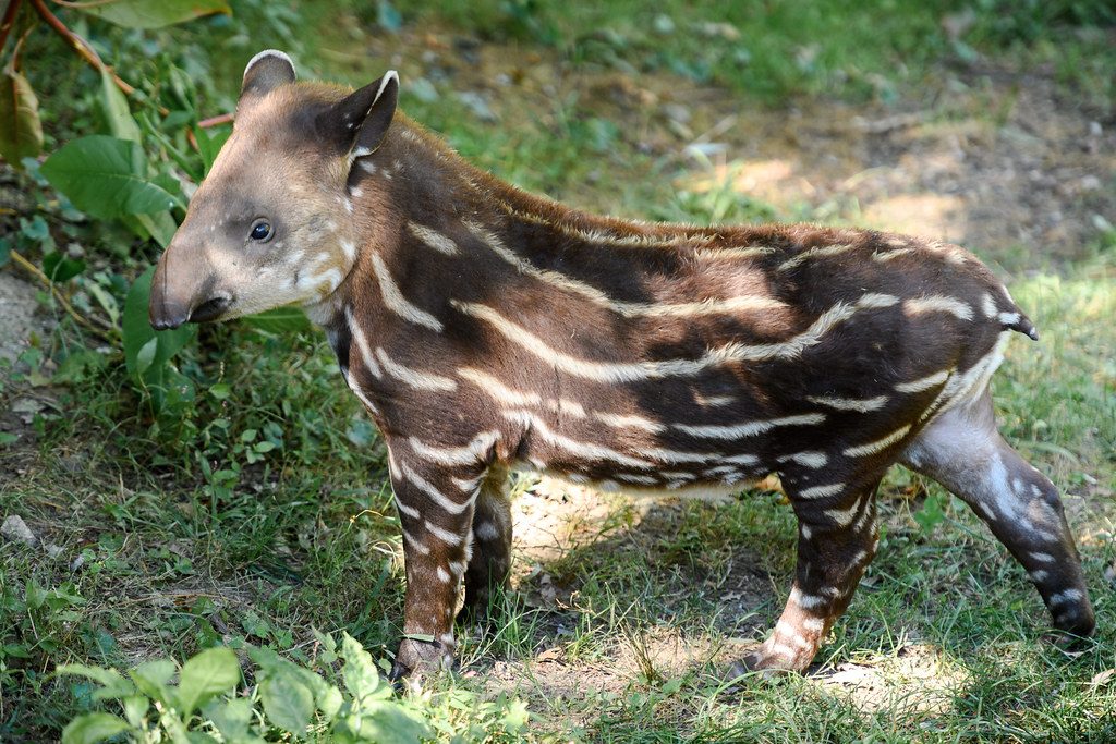 CBBC zoo celebrates its first tapir calf born in 14 years