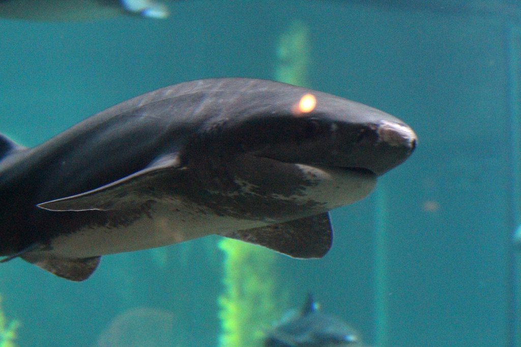 31-year-old diver rescued by air after shark bite incident