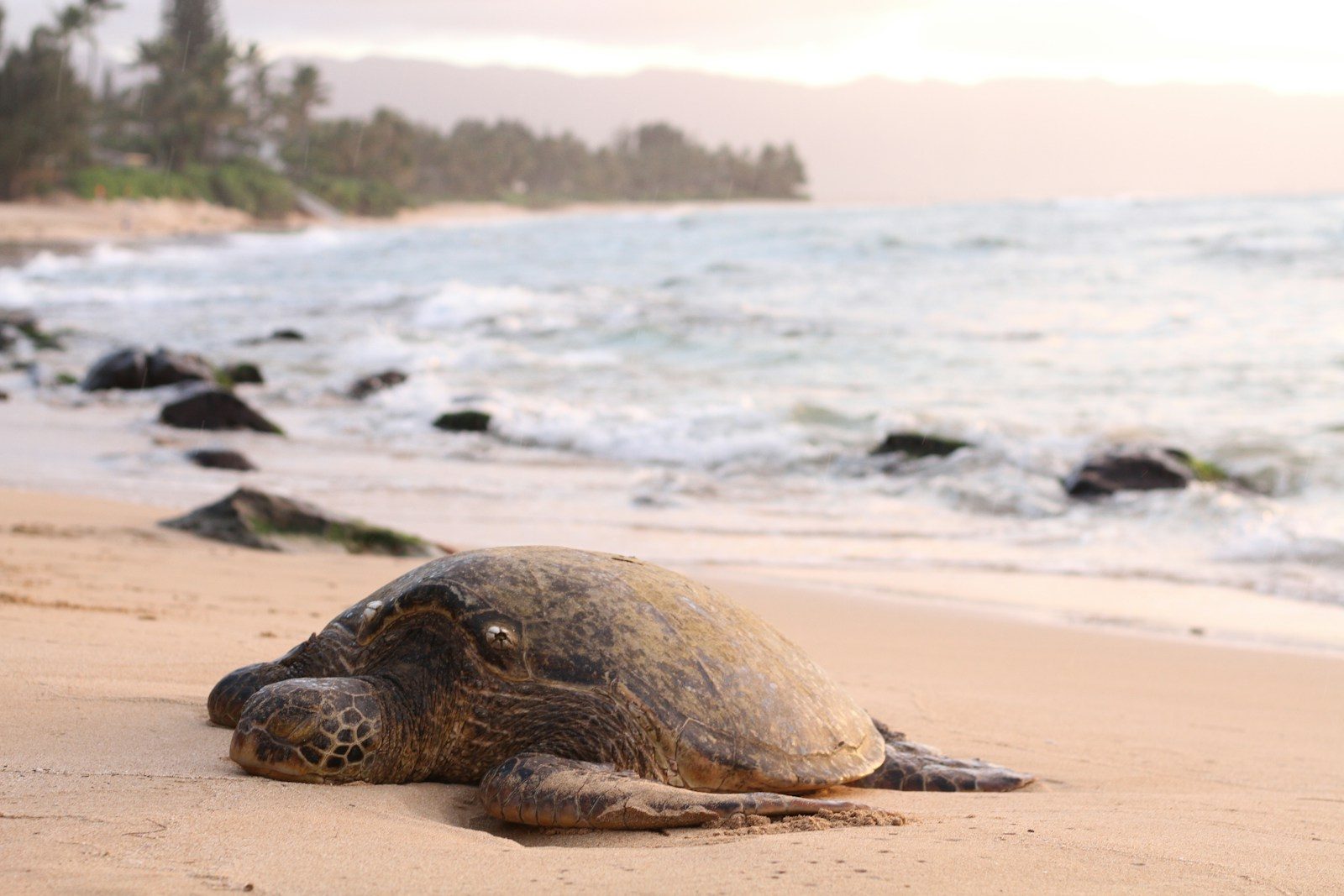 Unexpected discovery changes stranded turtle rescue in Louisiana