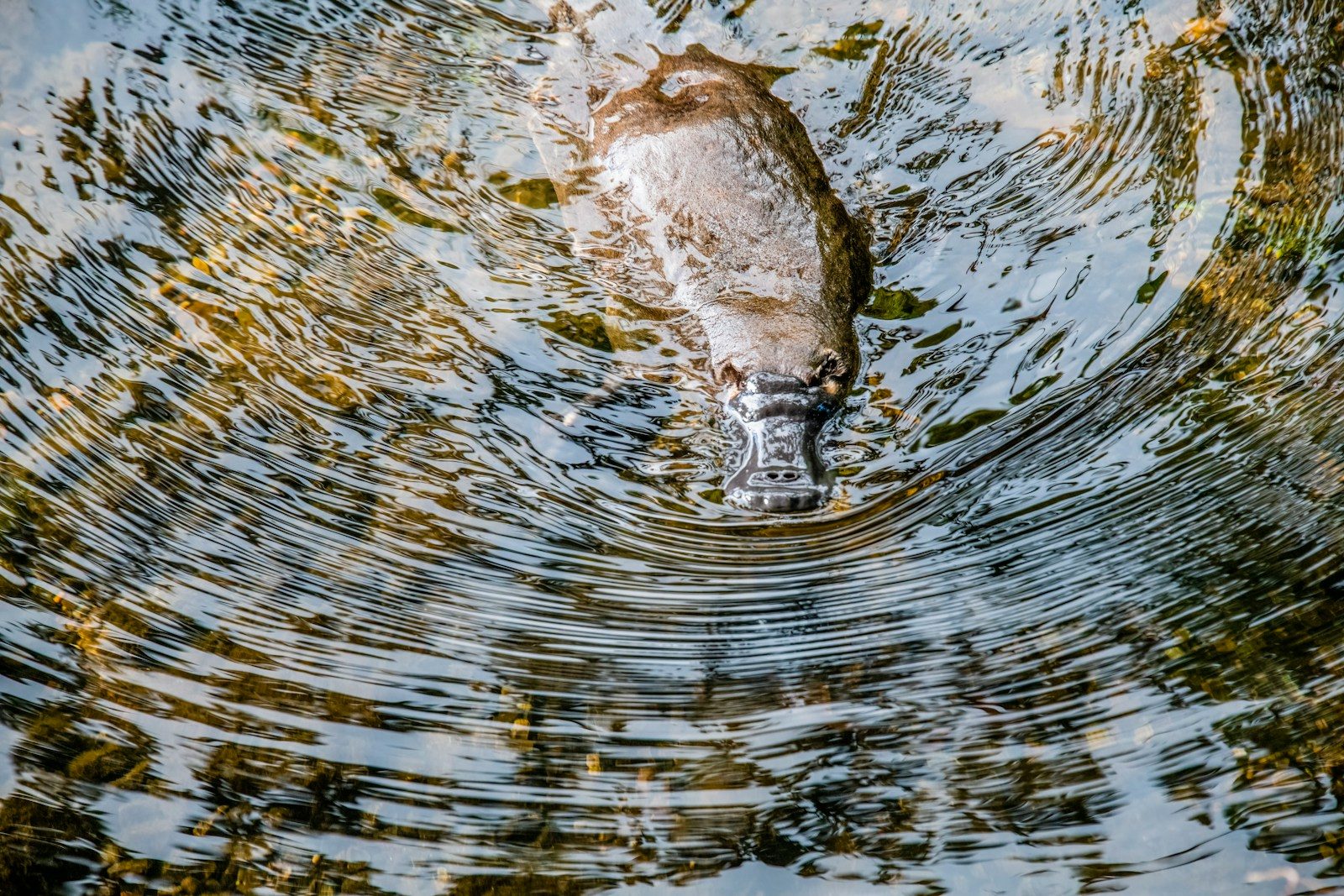 Watch rescuers save a platypus on the brink of death