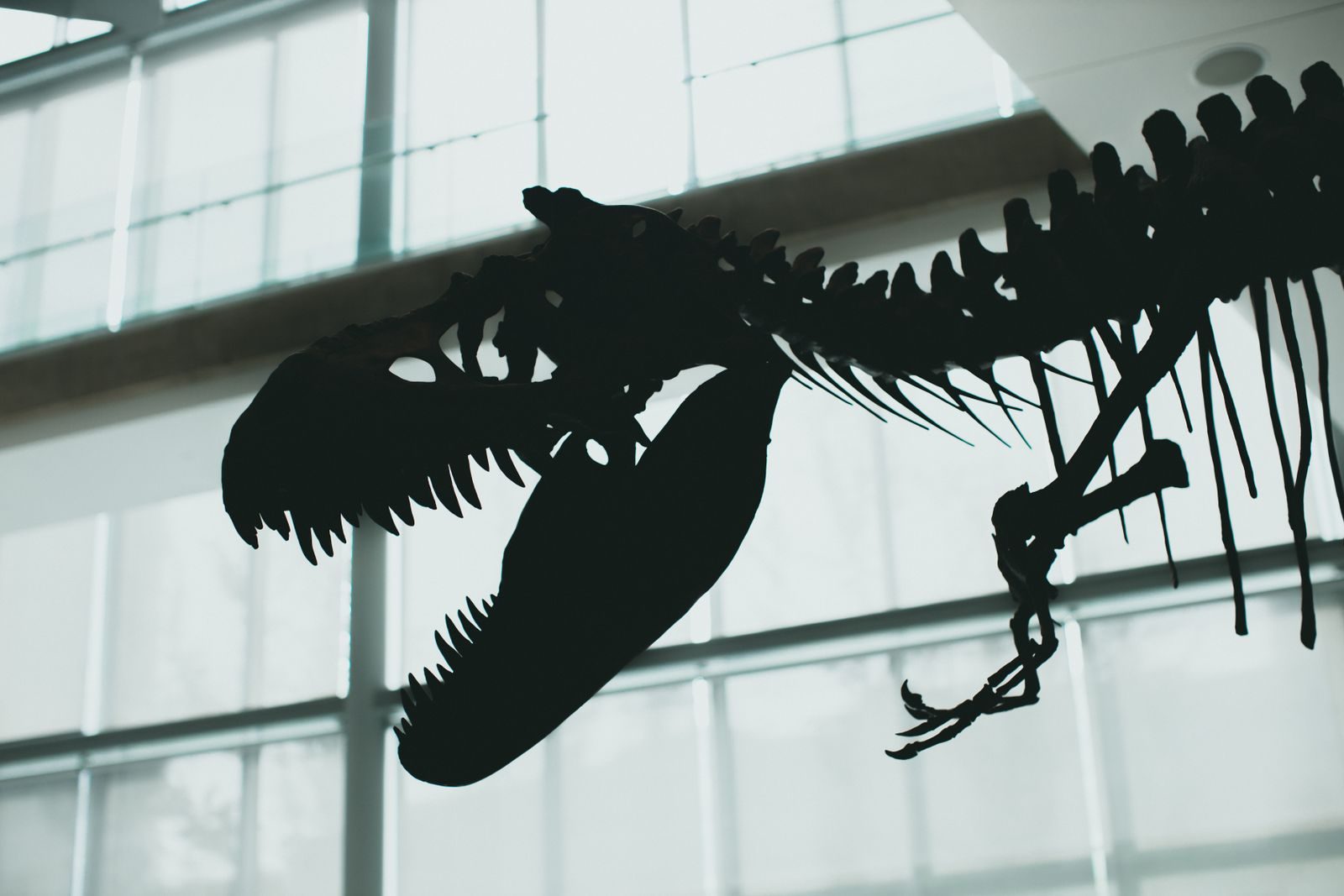 What scientists know about Tyrannosaurus rex’s short arms