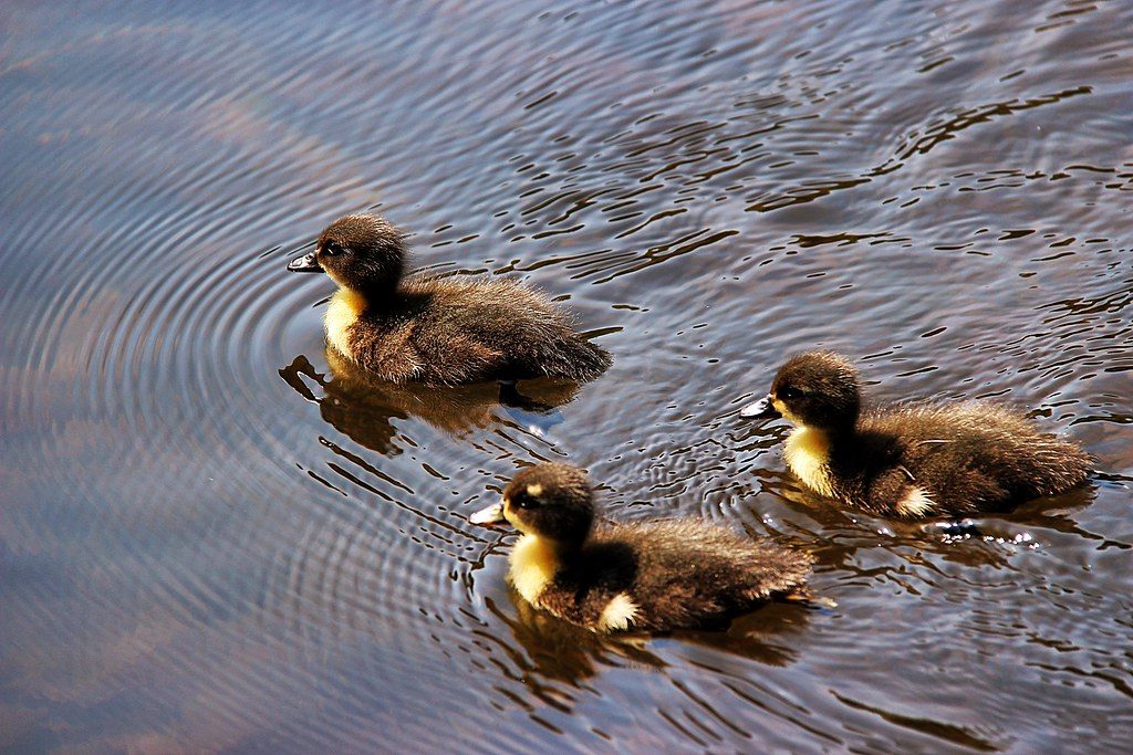 Man spots two ducklings in pond and brings them to safety