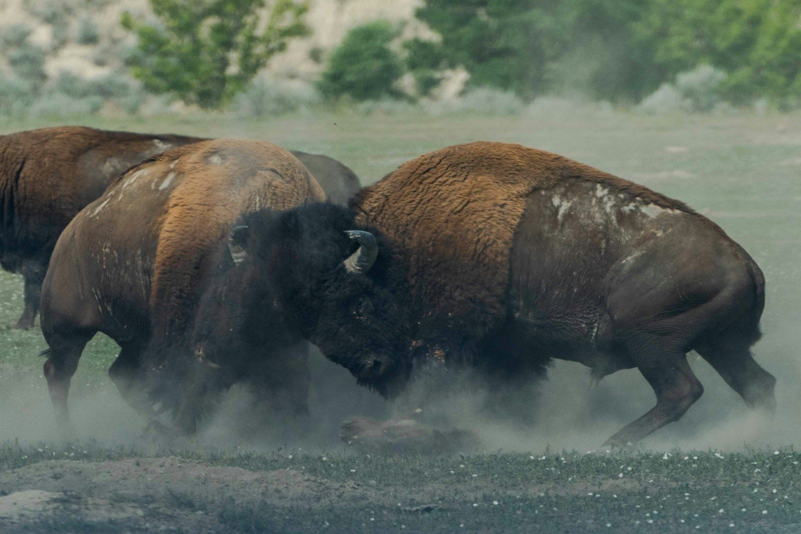Yellowstone responds after bison tosses grandfather during encounter