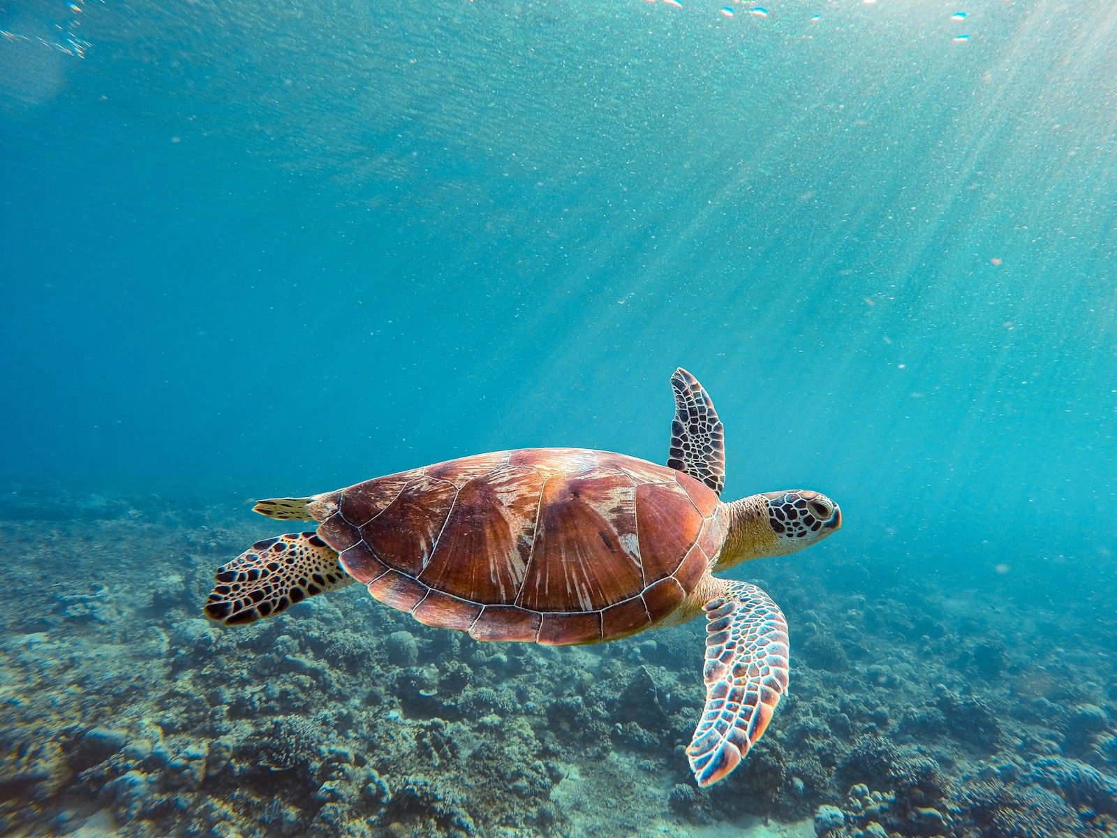 A sea turtle, once believed lifeless, is headed 1,500 miles for release