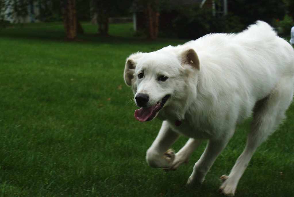 Ancient livestock guardian dog breeds help reduce coyote attacks in Texas