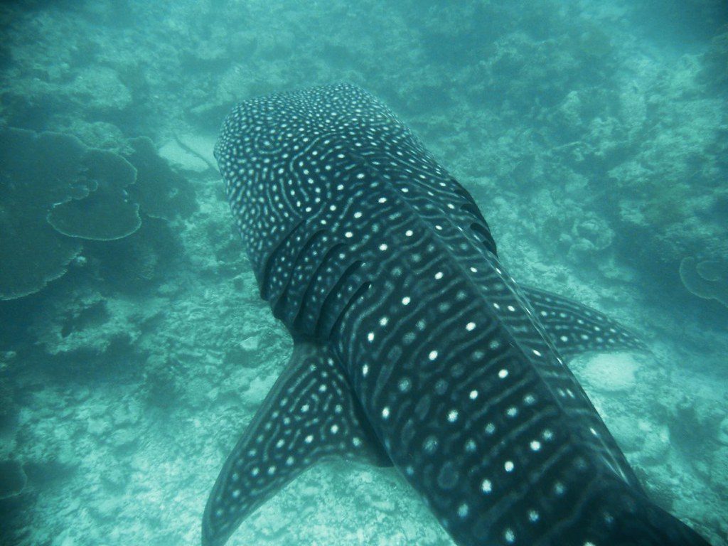 Rare whale shark sighting draws attention in Florida waters