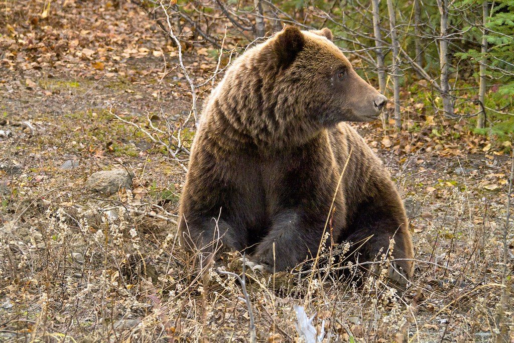 A father’s brave encounter with a grizzly had a heartbreaking outcome