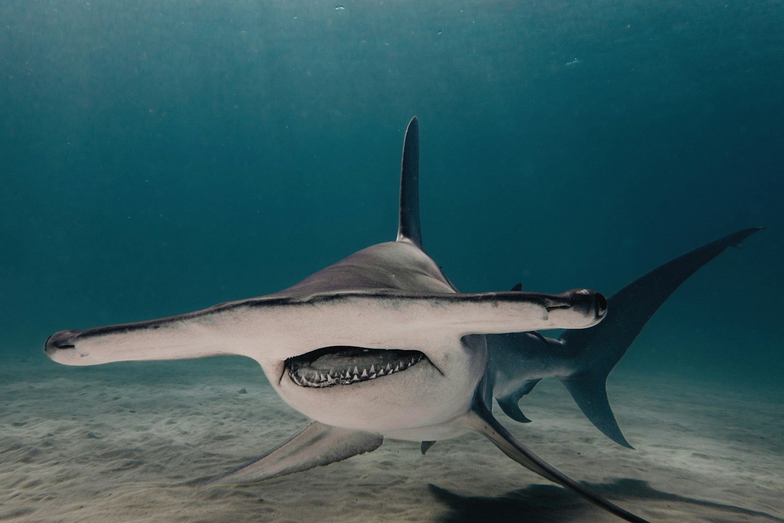 Why stingrays struggle to escape hammerhead sharks hidden beneath the sand